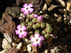 Dionysia bryoides